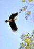 Lesser fish eagle (Ichthyophaga humilis)
