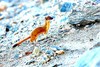 Long-tailed weasel (Mustela frenata)