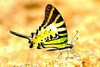 Five-bar swordtail (Graphium antiphates)