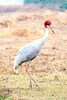 Sarus crane (Grus antigone)