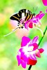 Giant swordtail (Graphium androcles)