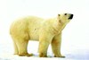 Polar bear (Ursus maritimus)