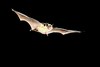 Northern bat (Eptesicus nilssonii)