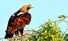 Eastern imperial eagle (Aquila heliaca)