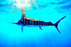 Striped marlin (Tetrapturus audax)