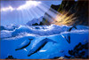 Panthera 0971 Anthony Casay Pacific Rhapsody