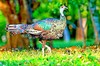 Ocellated turkey (Meleagris ocellata)