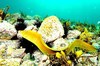 Yellow moray eel (Gymnothorax prasinus)