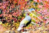 Blood pheasant (Ithaginis cruentus)