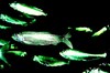 European sprat (Sprattus sprattus)