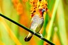 Scaly-breasted munia (Lonchura punctulata)