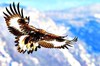 Golden eagle (Aquila chrysaetos)