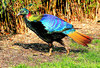 Himalayan monal (Lophophorus impejanus)