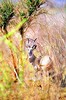 Lesser kudu (Tragelaphus imberbis)