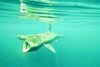 Basking shark (Cetorhinus maximus)