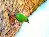 Fire-tailed myzornis (Myzornis pyrrhoura)