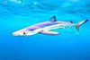 Blue shark (Prionace glauca)