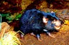 Tasmanian devil