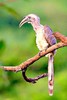 Indian grey hornbill (Ocyceros birostris)