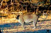 Leopard (Panthera pardus)