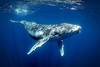 Humpback whale (Megaptera novaeangliae)