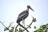 Greater adjutant stork (Leptoptilos dubius)