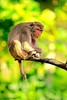 Rhesus macaque