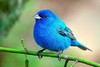 Indigo bunting (Passerina cyanea)