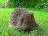 European hedgehog (Erinaceus europaeus)