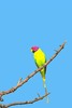 Plum-headed parakeet (Psittacula cyanocephala)