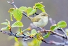 Arctic warbler (Phylloscopus borealis)