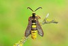 Hornet moth (Sesia apiformis)