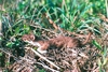 Stoat (Mustela erminea)