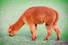 Alpaca (Lama pacos)