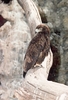 Booted eagle (Hieraaetus pennatus)