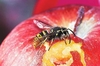 Common wasp (Vespula vulgaris)