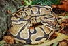 Ball python