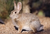 Desert cottontail (Sylvilagus audubonii)