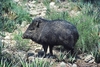 Collared peccary (Tayassu tajacu)