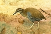 Guam rail (Hypotaenidia owstoni)