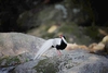 Silver pheasant (Lophura nycthemera)