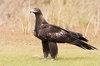 Wedge-tailed eagle (Aquila audax)