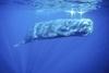 Sperm whale (Physeter macrocephalus)