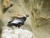 Andean condor (Vultur gryphus)