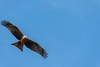 Yellow-billed kite (Milvus aegyptius)