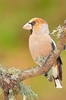 Hawfinch