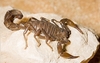 Arabian fat-tailed scorpion (Androctonus crassicauda)