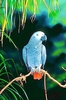 African grey parrot (Psittacus erithacus)