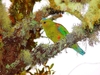 Fuertes' parrot (Hapalopsittaca fuertesi)