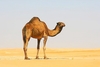 Arabian camel (Camelus dromedarius)